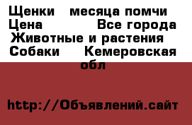 Щенки 4 месяца-помчи › Цена ­ 5 000 - Все города Животные и растения » Собаки   . Кемеровская обл.